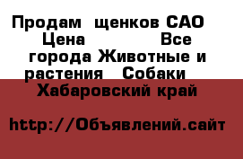 Продам ,щенков САО. › Цена ­ 30 000 - Все города Животные и растения » Собаки   . Хабаровский край